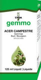 Acer campestre  image 1