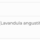 Lavender SAP image 3