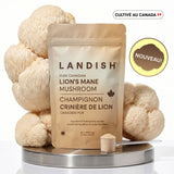 Crinière de lion - Lion's mane image 1