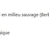 Mahonia à feuilles de houx image 2