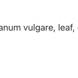 Oreganum Plus 1: 1 image 3