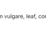 Oregano/Origan 1:3 image 3