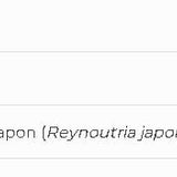 Resveratrol SAP image 2