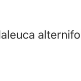 Huile d'arbre à thé (tea tree) image 3